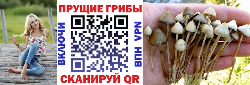 где найти наркотики Нерчинск Галлюциногенные грибы Psilocybine cubensis